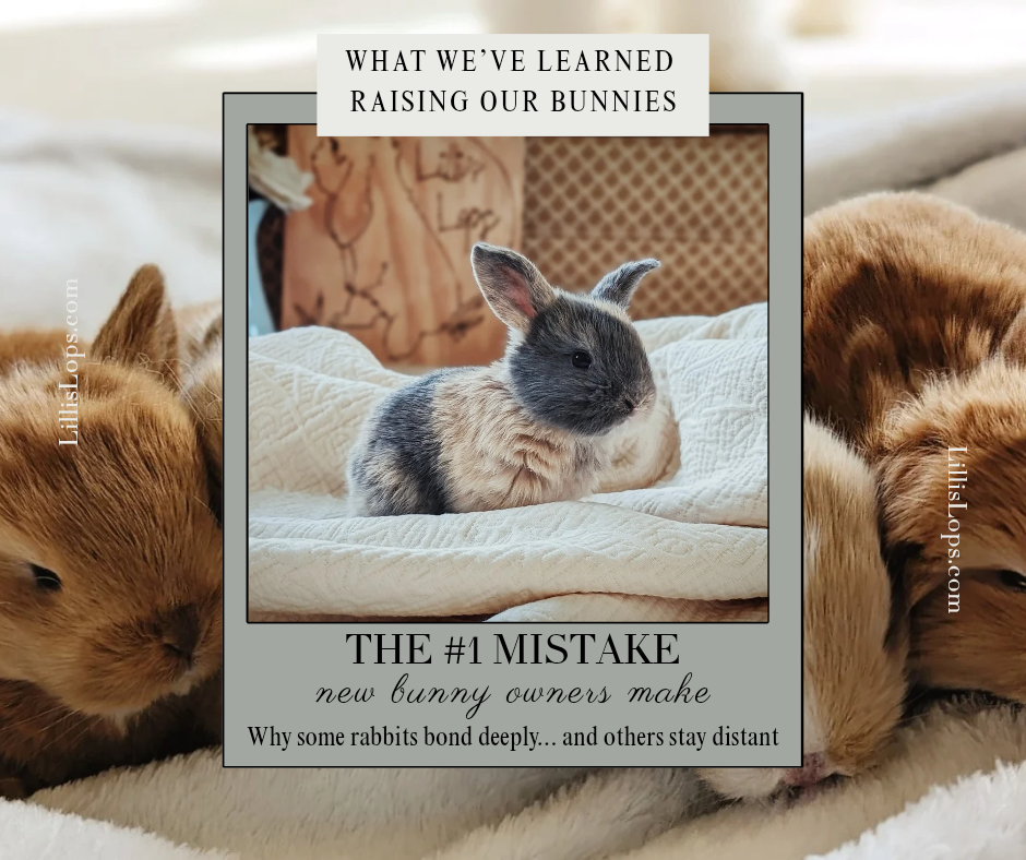 The #1 Mistake New Bunny Owners Make: Treating Rabbits Like “Starter Pets”