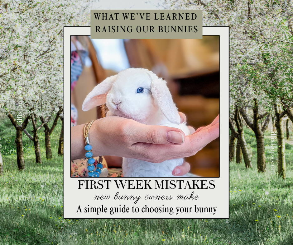 Common First-Week Mistakes New Rabbit Owners Make