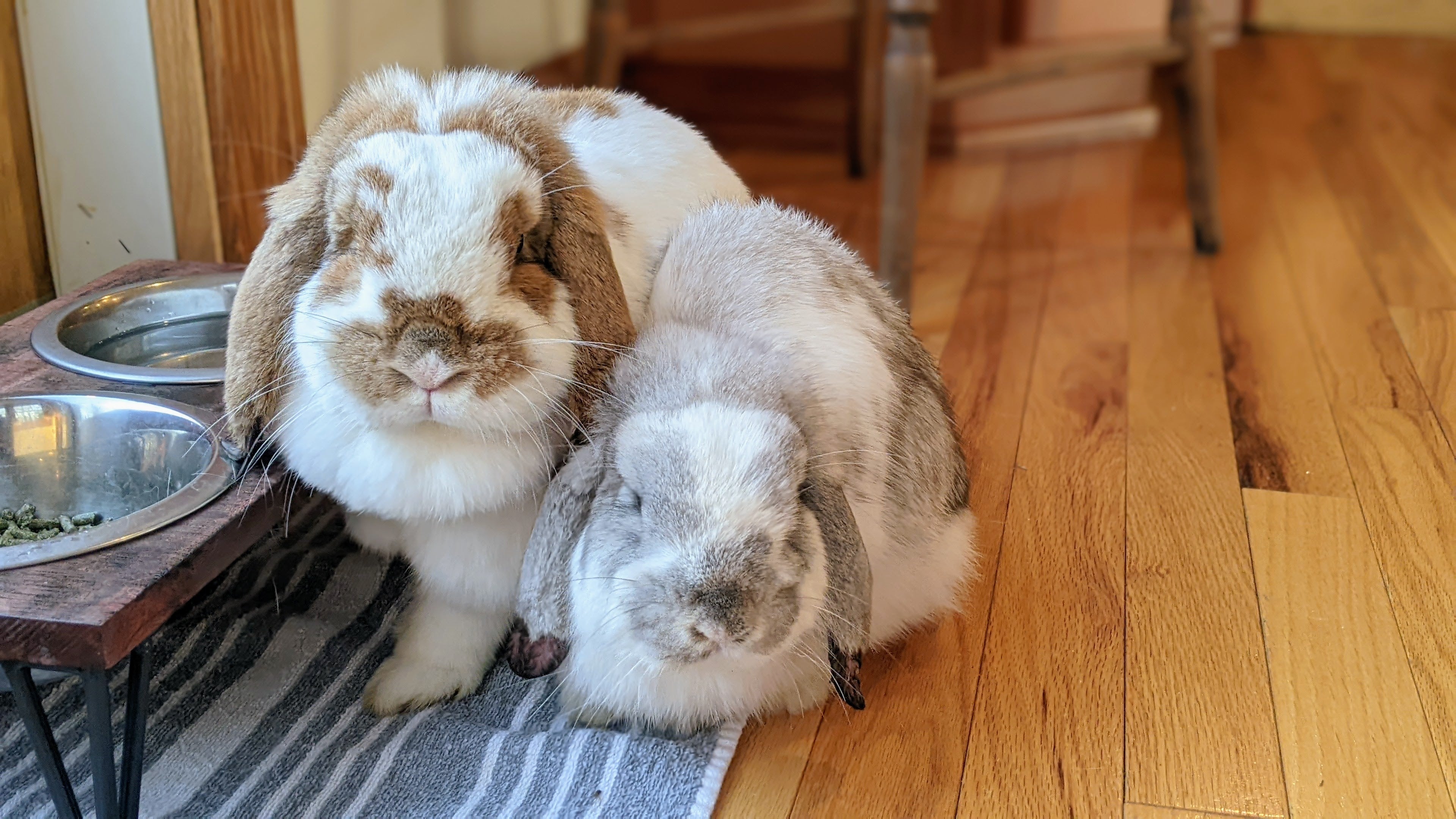 Male vs Female Rabbits: Which Makes the Best Pet?