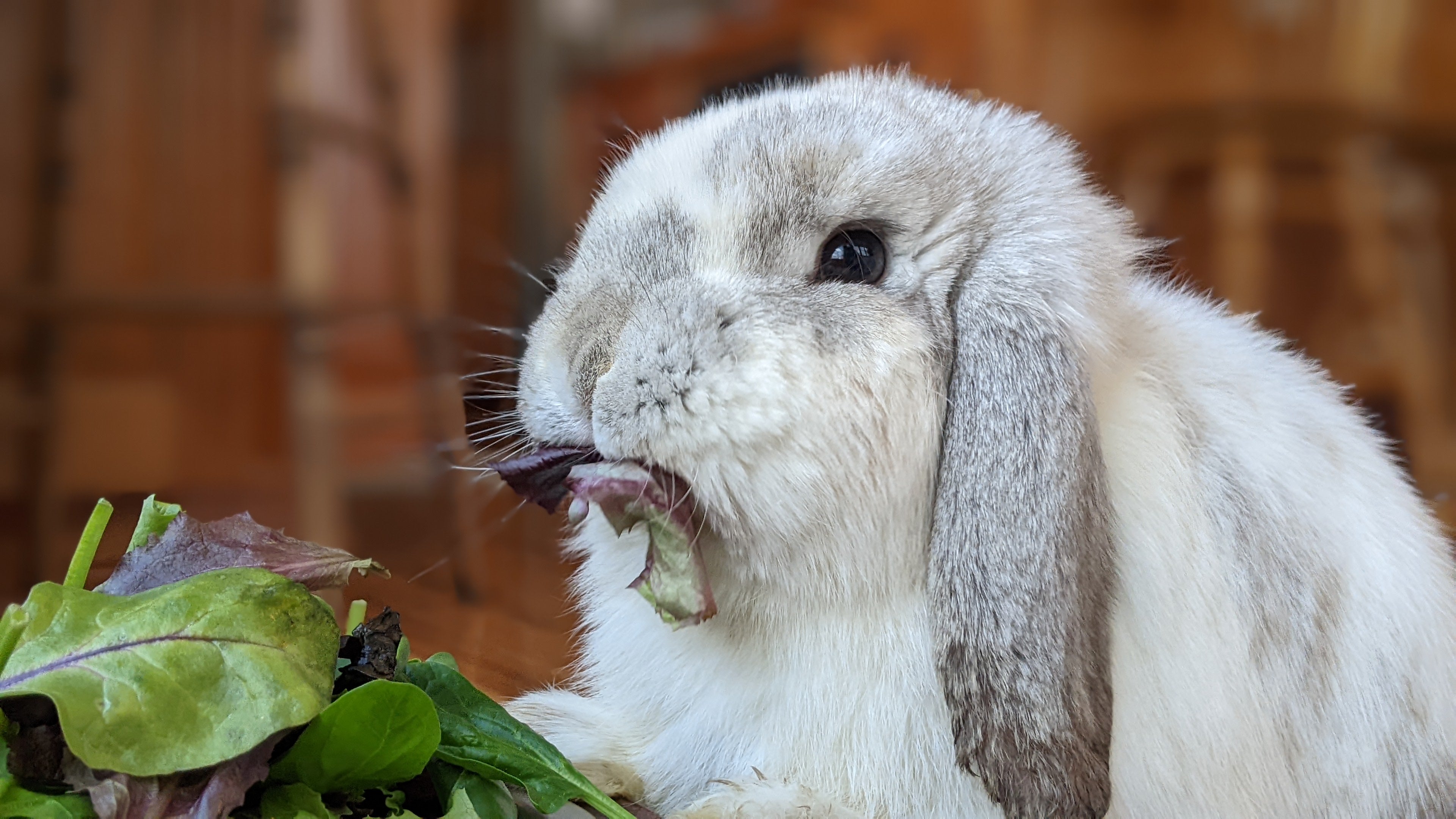 Safe vs. Unsafe Bunny Foods: Common Myths Every Owner Should Know