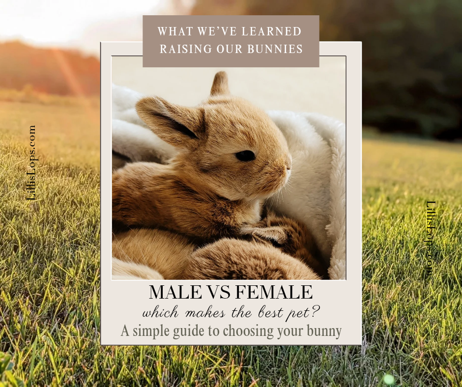 Male vs Female Rabbits: Which Makes the Best Pet?