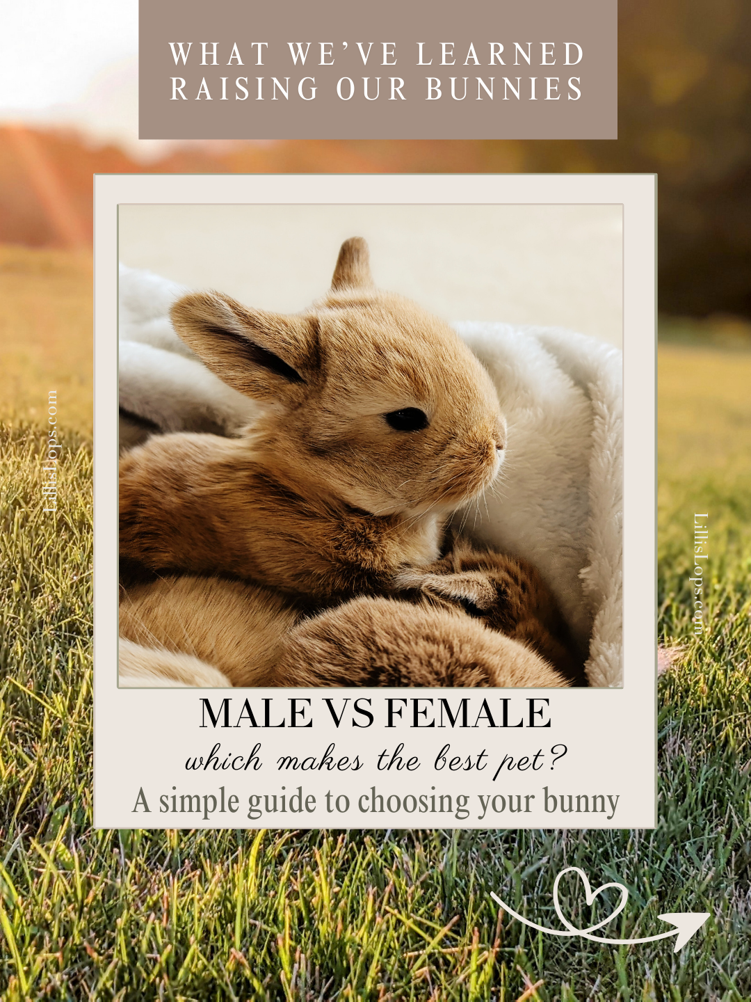 Male V Female Rabbit Male vs Female Rabbits: Which Makes the Best Pet? – Lilli's Lops Rabbitry
