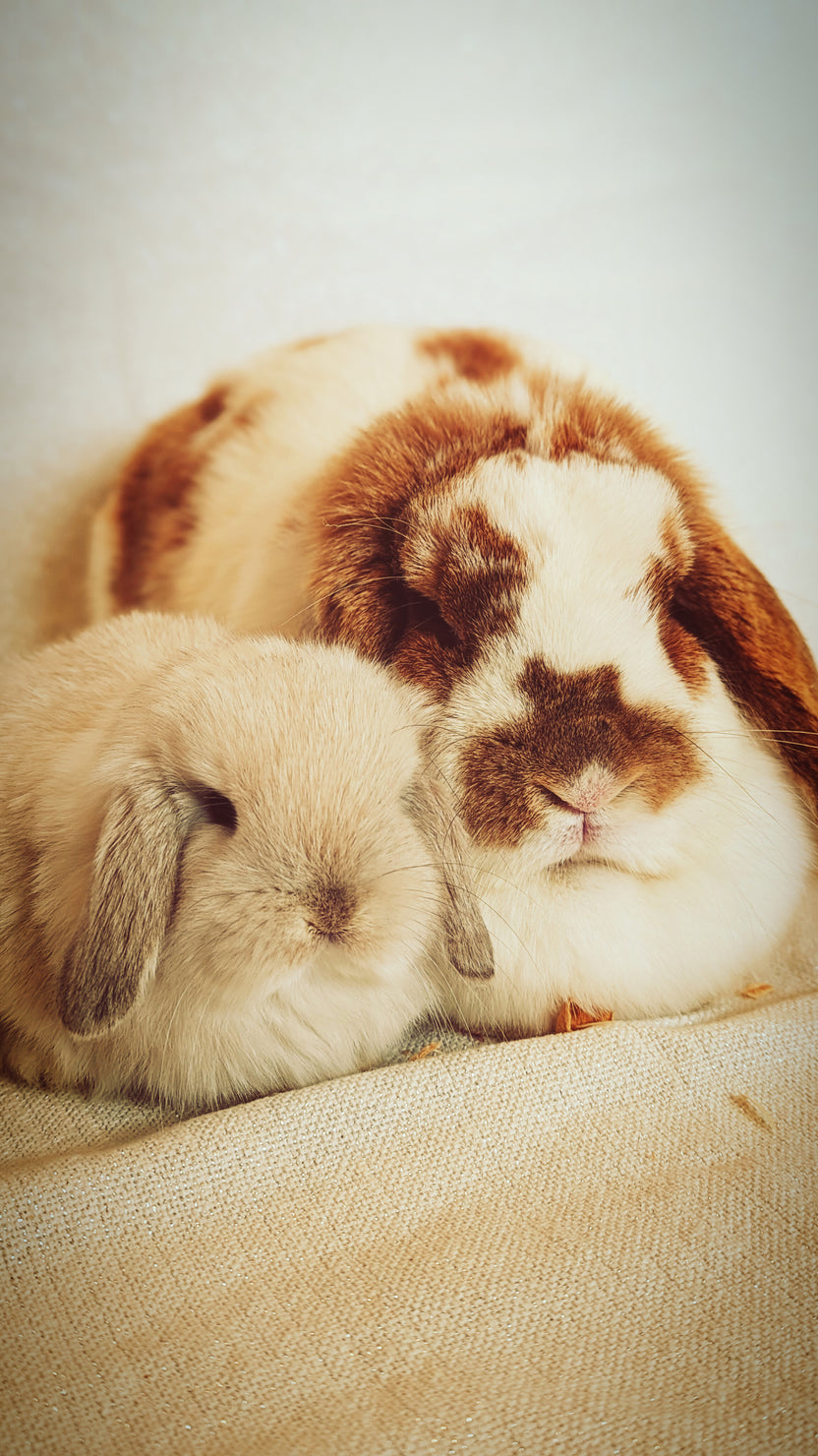 Lilli’s Lops Rabbitry – Hand-Raised Lop Bunnies – Lilli's Lops Rabbitry
