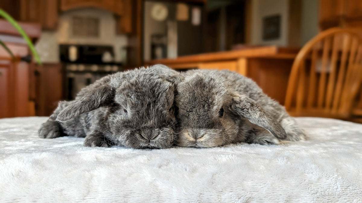 Lilli’s Lops Rabbitry – Hand-Raised Lop Bunnies – Lilli's Lops Rabbitry