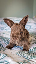 Lilli's Lops Rabbit Wait-list Reservation