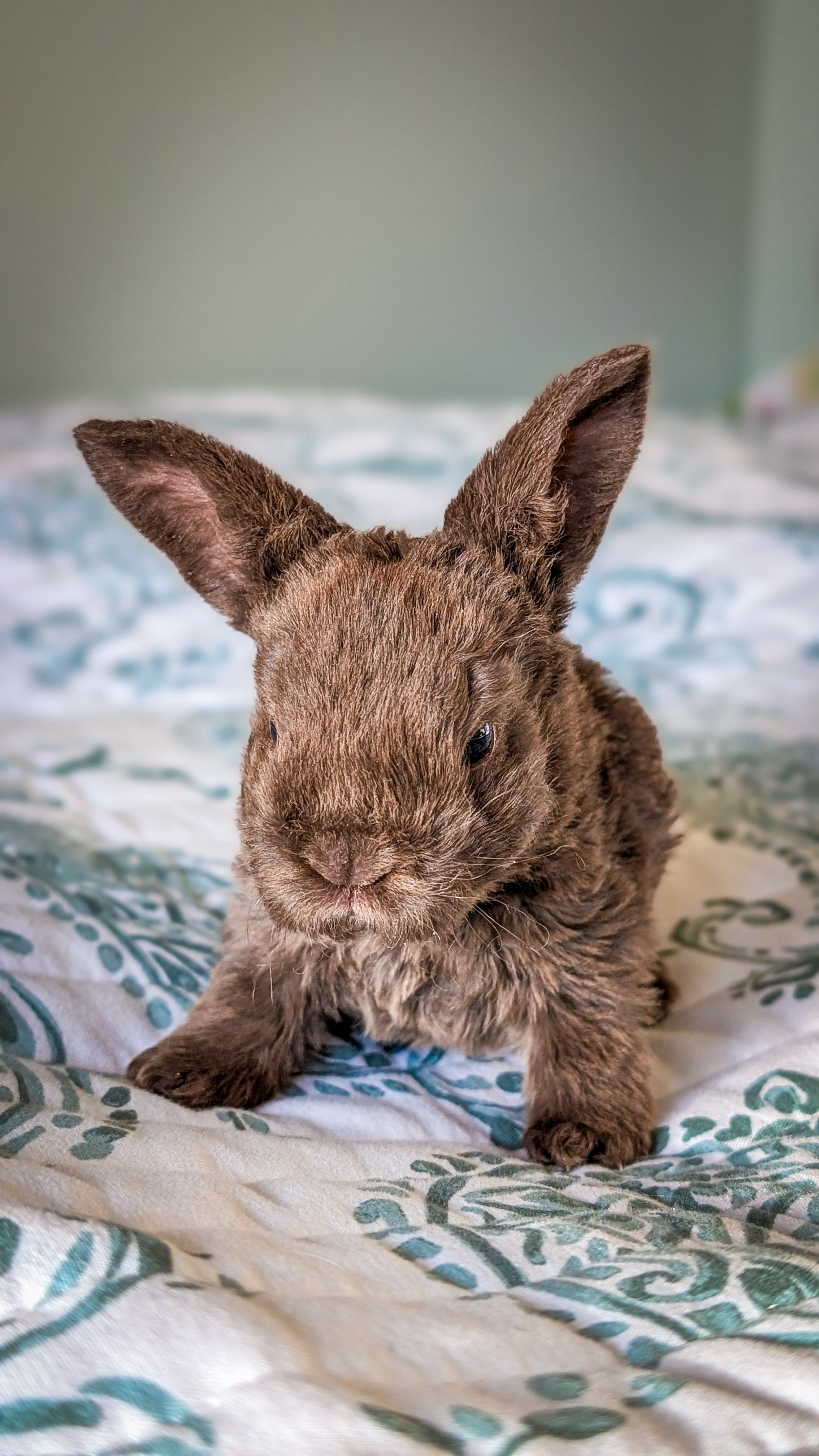 Lilli's Lops Rabbit Wait-list Reservation