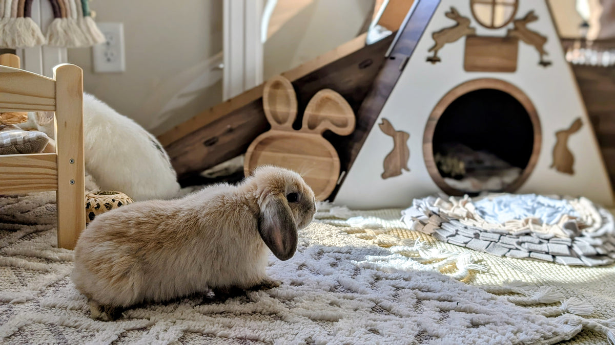Lilli’s Lops Rabbitry – Hand-Raised Lop Bunnies – Lilli's Lops Rabbitry