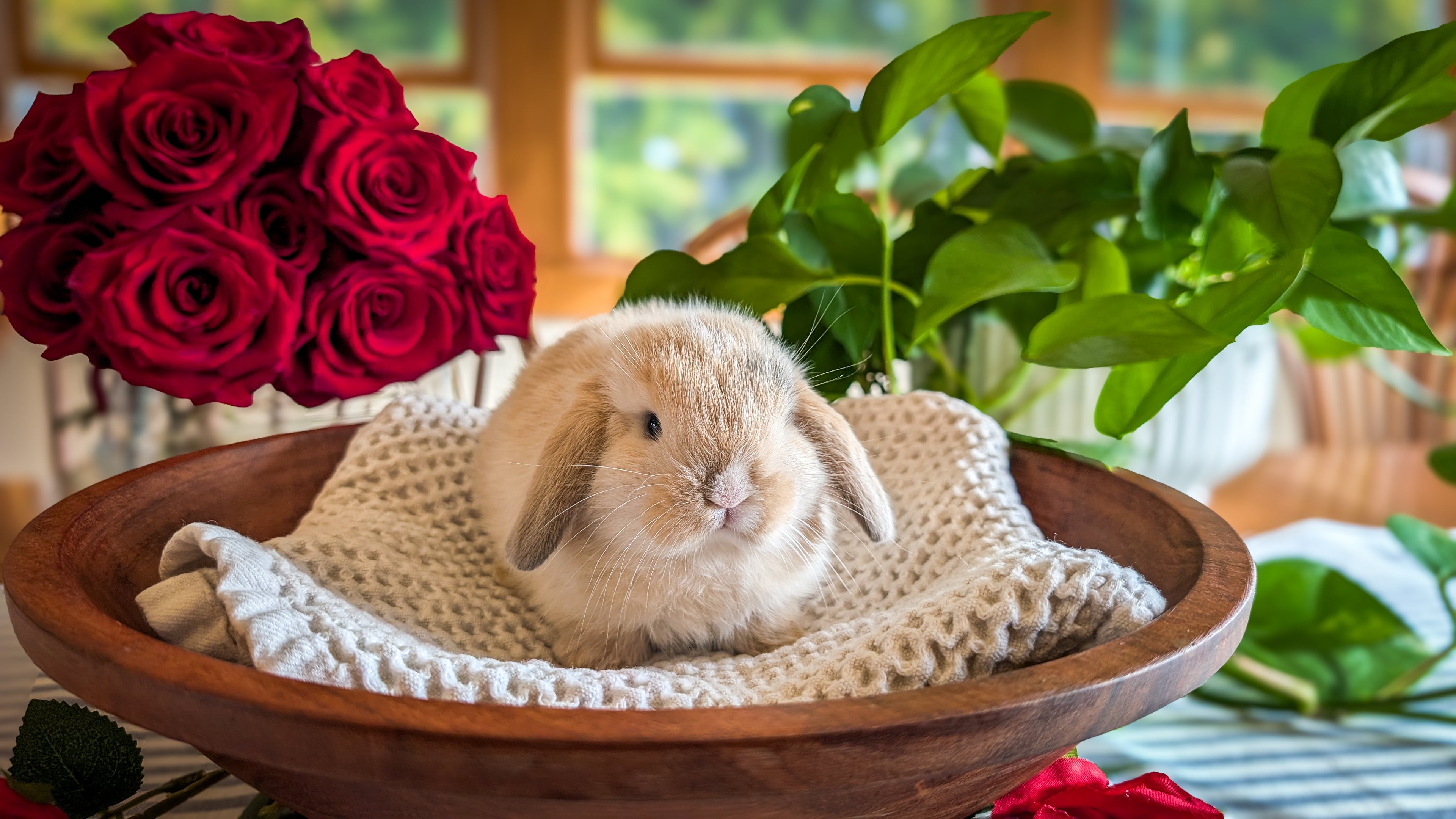 Lilli’s Lops Rabbitry – Hand-Raised Lop Bunnies – Lilli's Lops Rabbitry